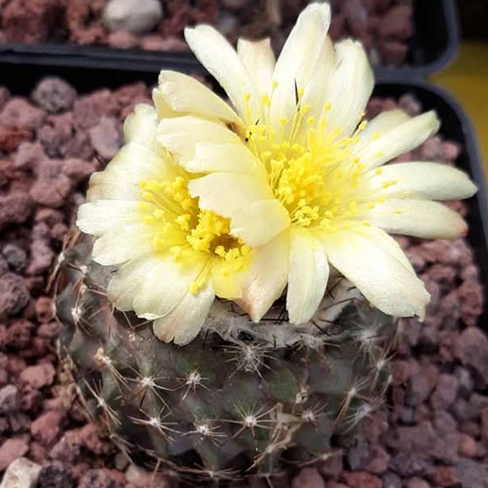 copiapoa humilis fiore