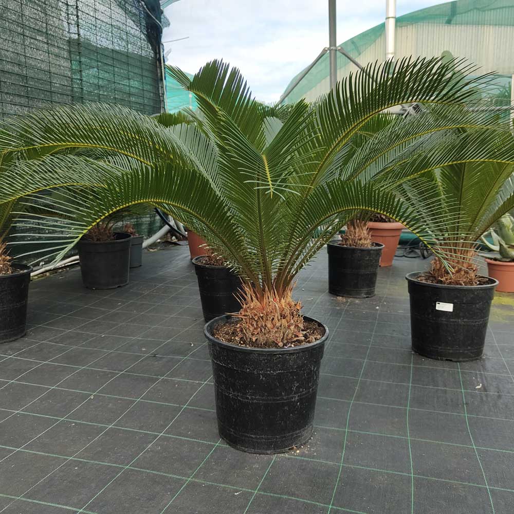 cycas revoluta pianta grande cactus