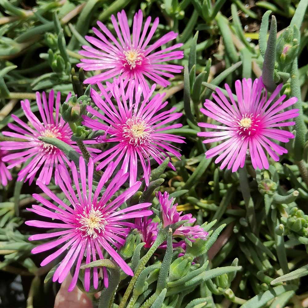 delosperma cooperi
