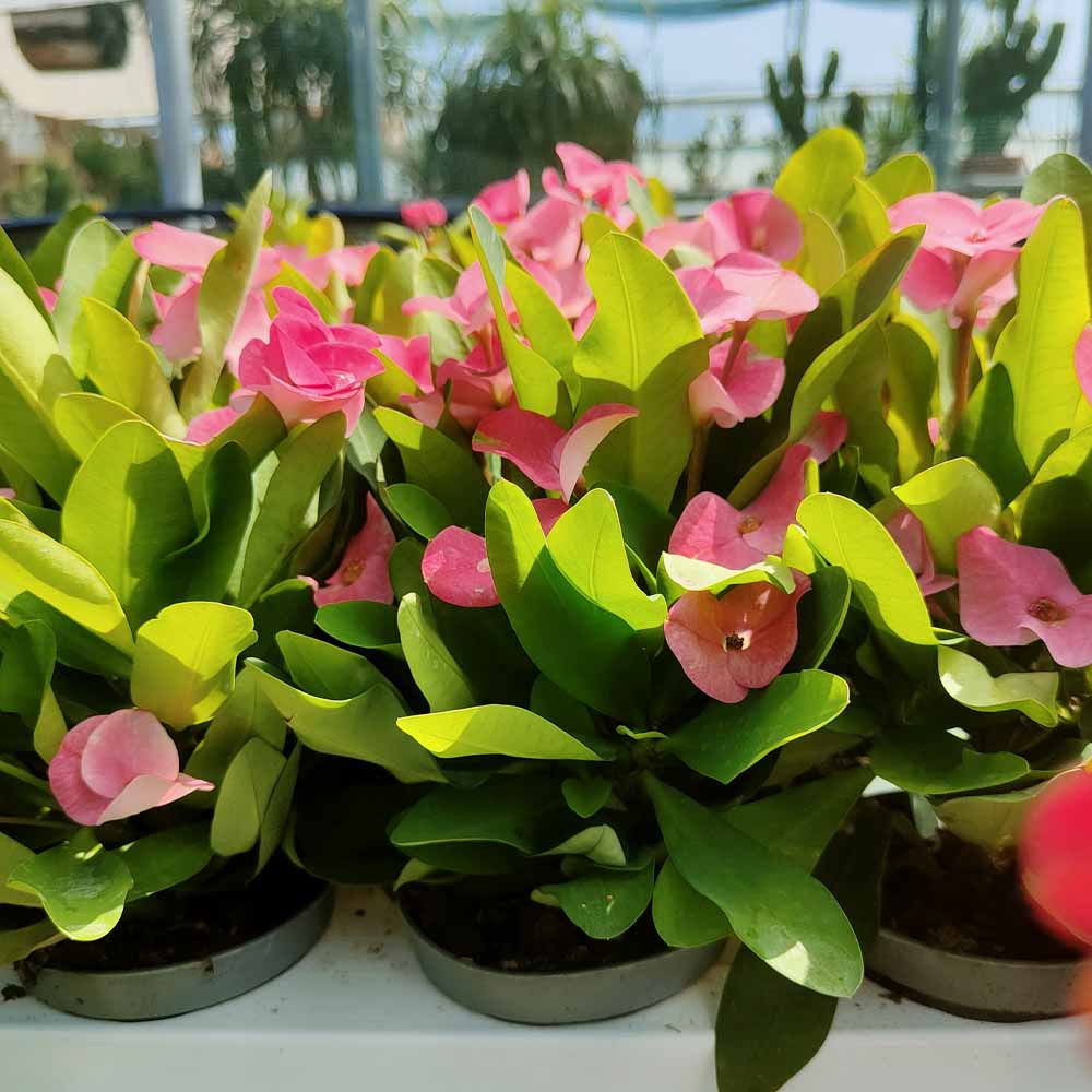 euphorbia charlotte