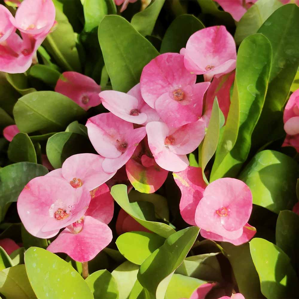 euphorbia milii charlotte