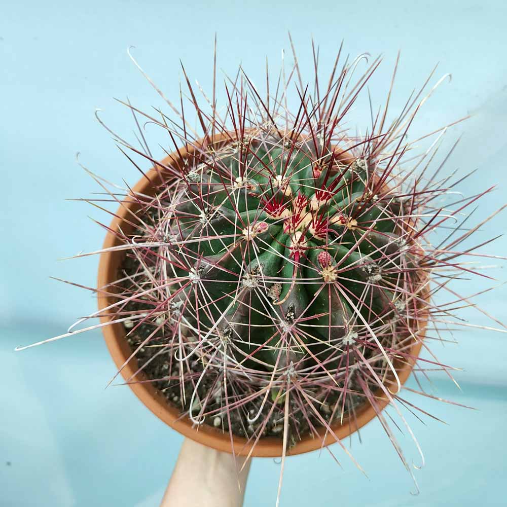 ferocactus hamatacanthus