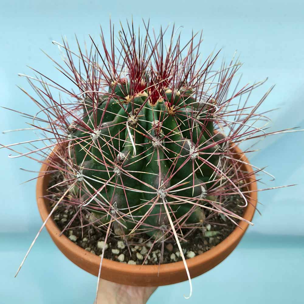 ferocactus hamatacanthus cactus