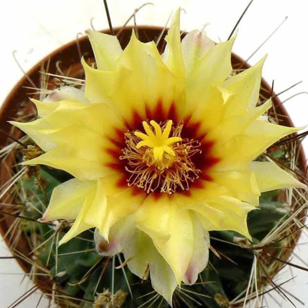 ferocactus hamatacanthus fiore