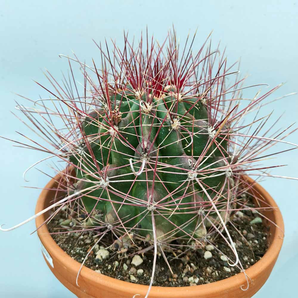 ferocactus hamatacanthus pianta