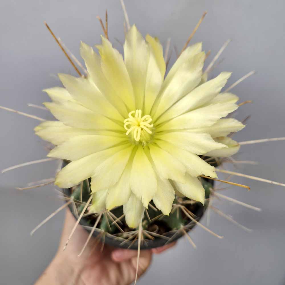 ferocactus setispinus fiore