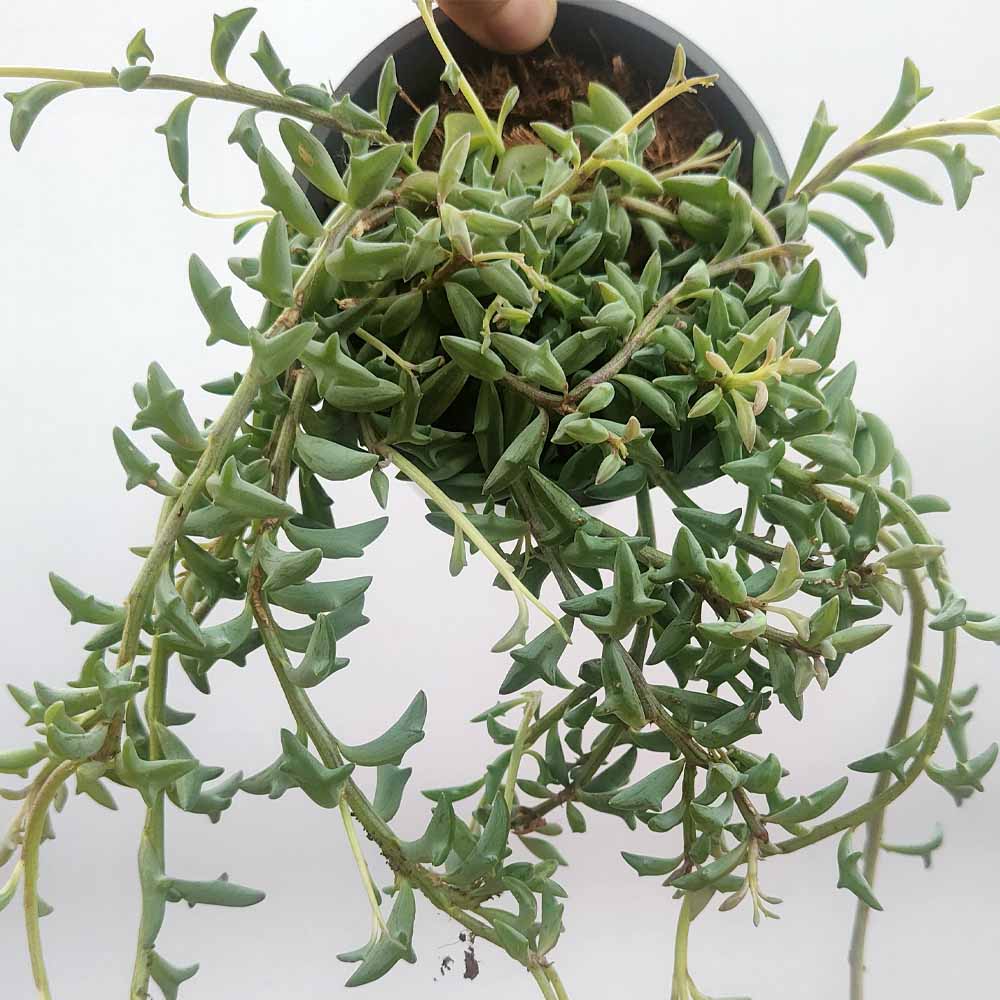 senecio delfino