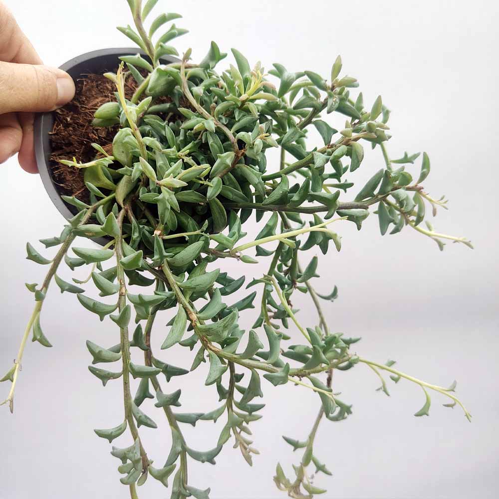 senecio peregrinus