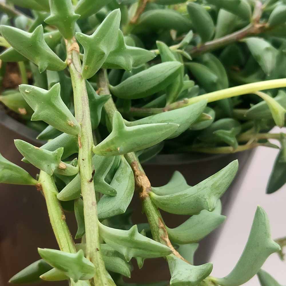 string of dolphin