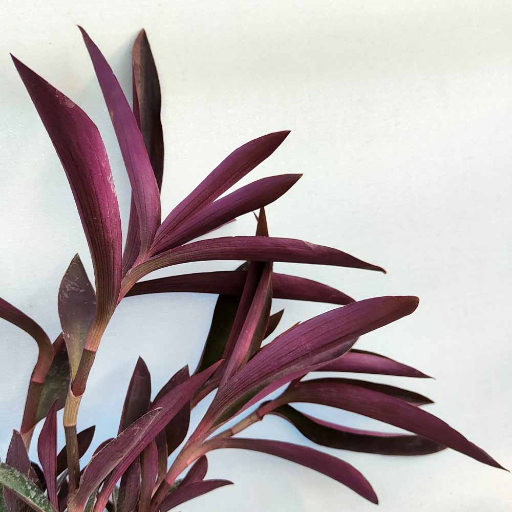 tradescantia pallida miseria