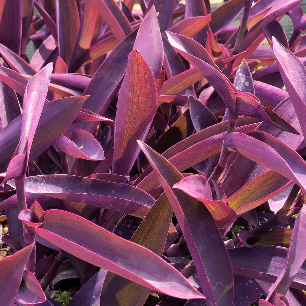tradescantia pallida pianta miseria