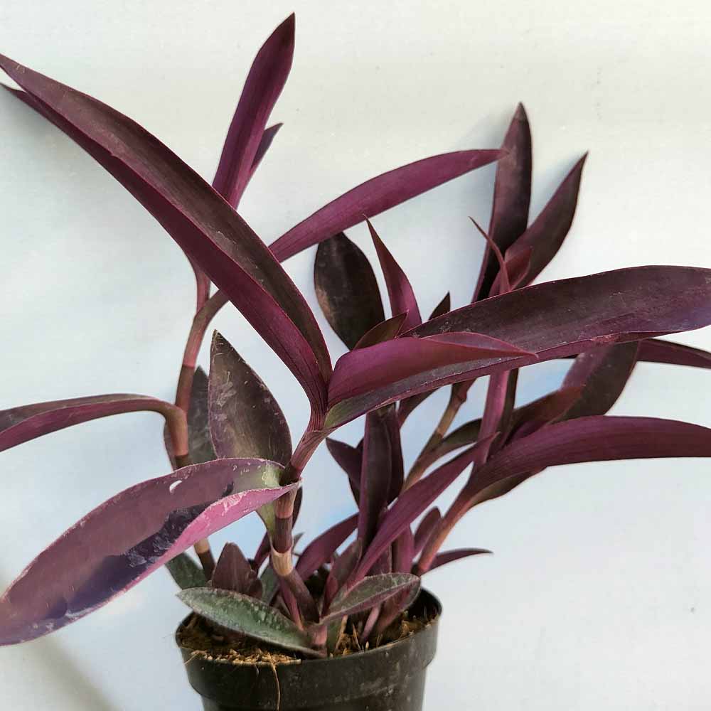 tradescantia pallida