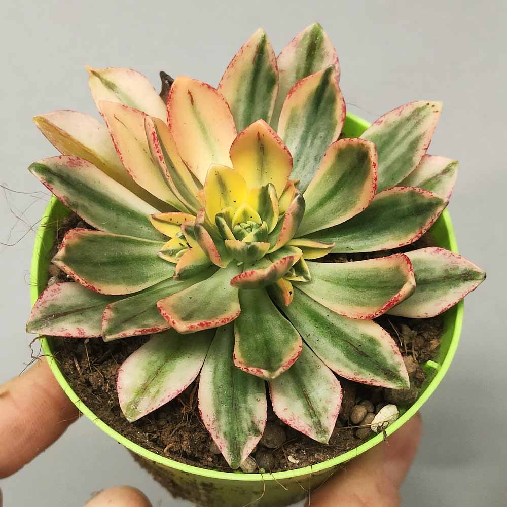 Aeonium Sweet Tea baby succulent