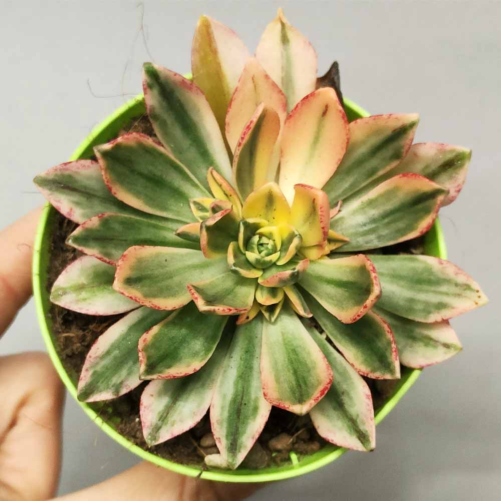 Aeonium Sweet Tea baby