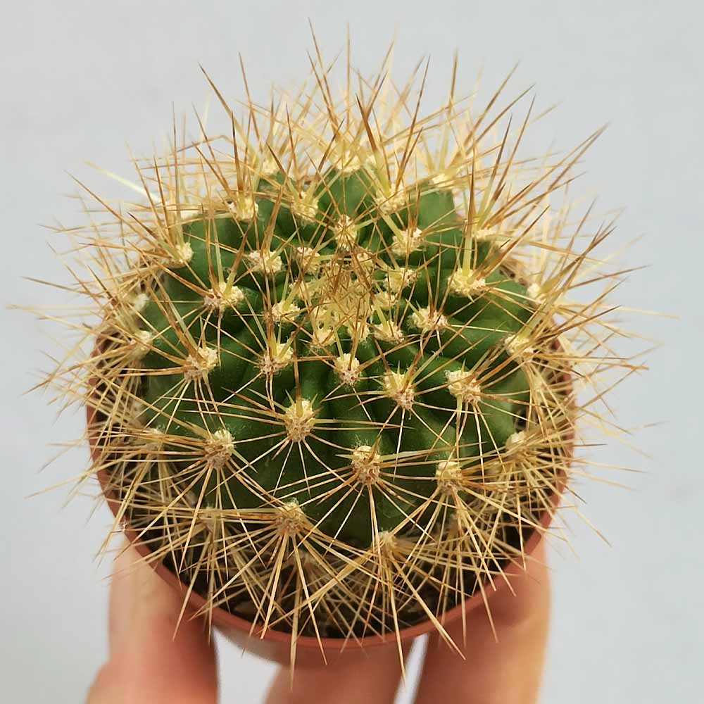 Matucana weberbaueri cactus