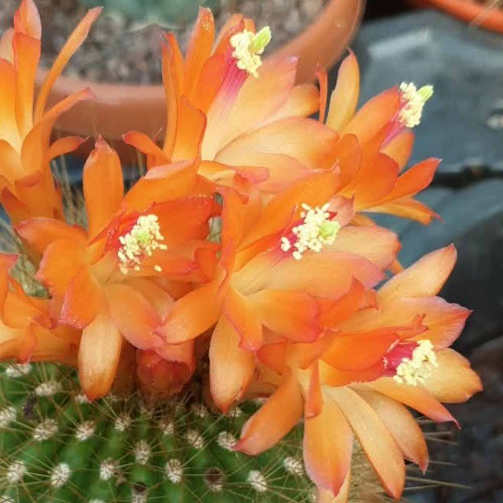 Matucana weberbaueri fiore