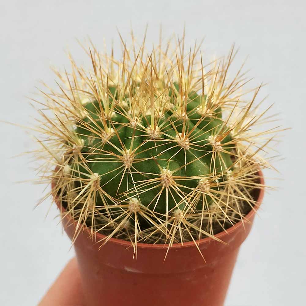 Matucana weberbaueri