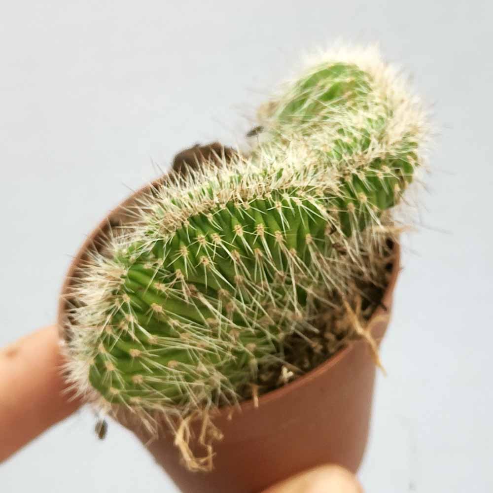Nyctocereus crestato