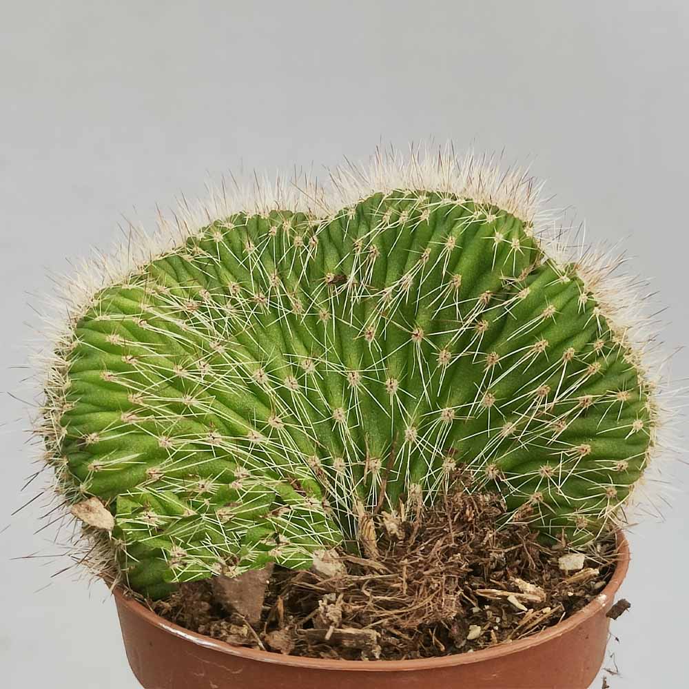 Nyctocereus serpentinus crestato