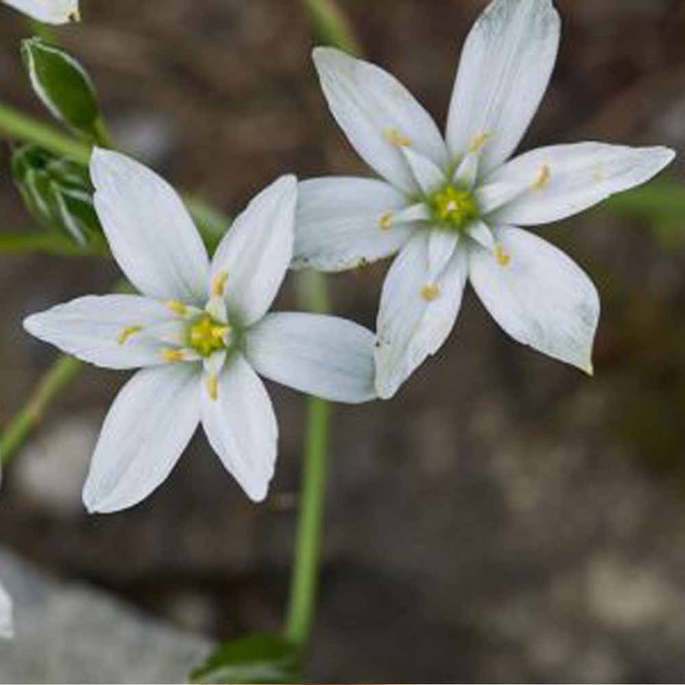 Ornithogalum juncifolium fiore