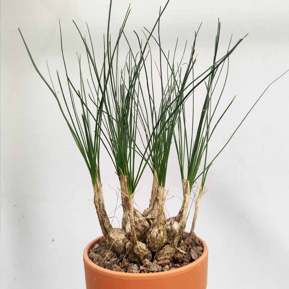 Ornithogalum juncifolium