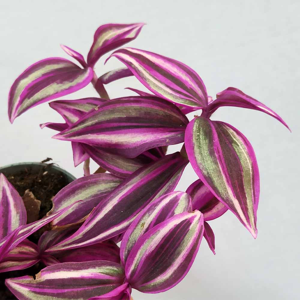 Tradescantia Pink Paradise pianta