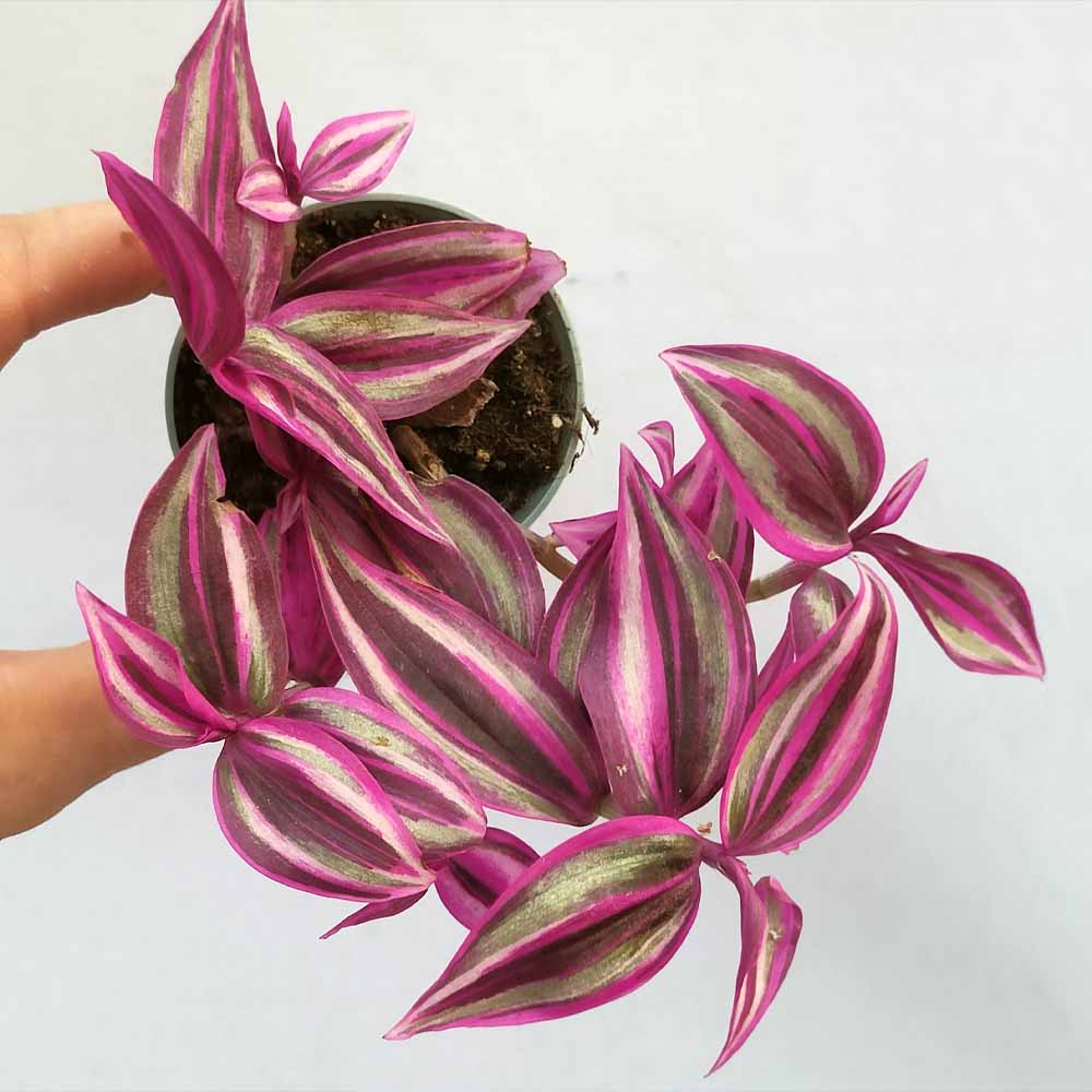 Tradescantia Pink Paradise
