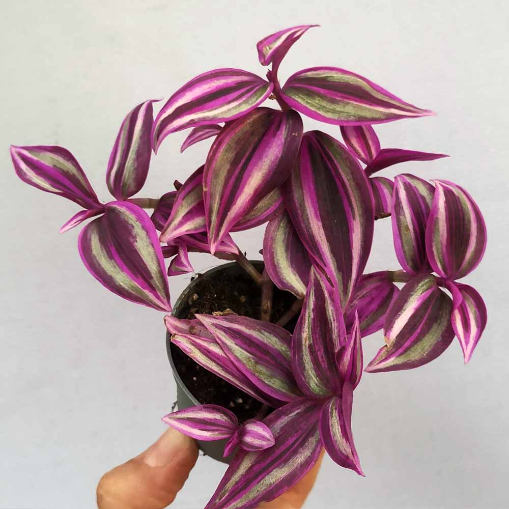 Tradescantia Pink