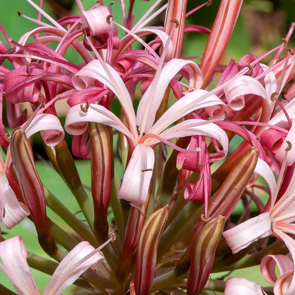ammocharis coranica fiore