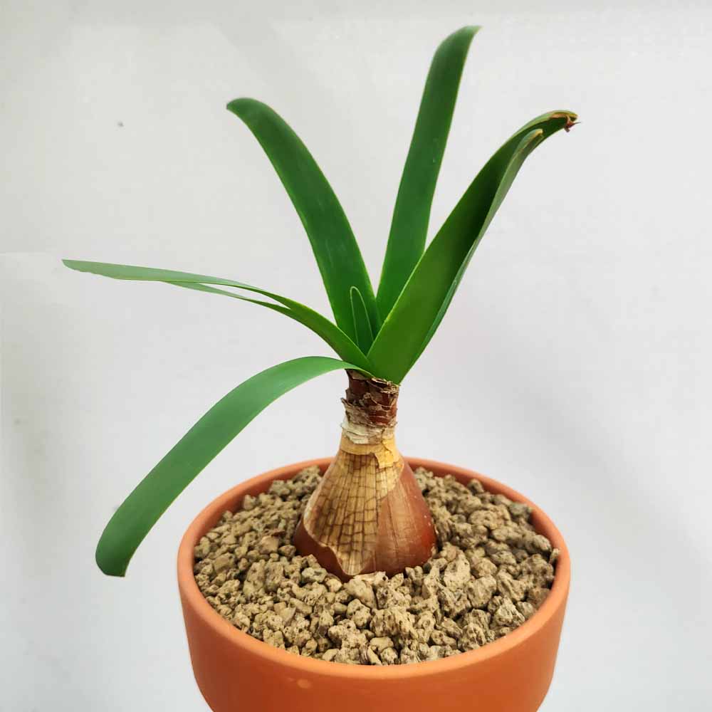 ammocharis coranica pianta