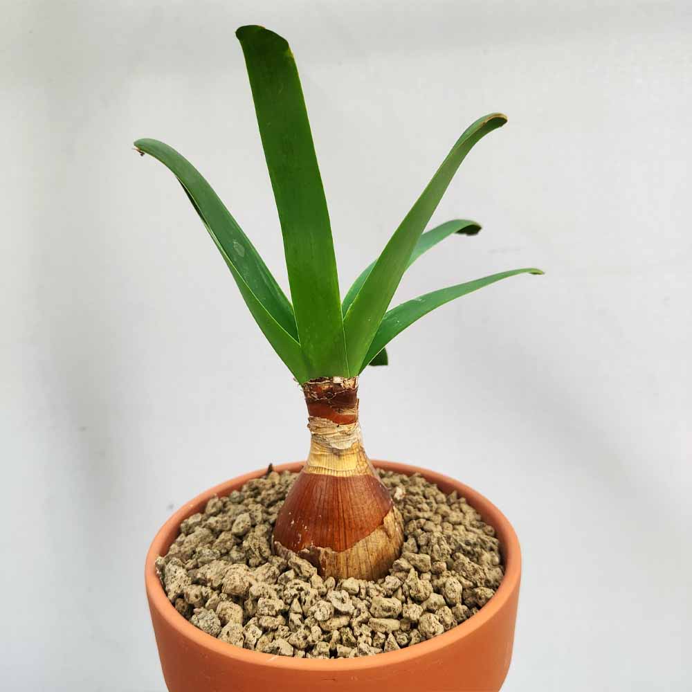 ammocharis coranica