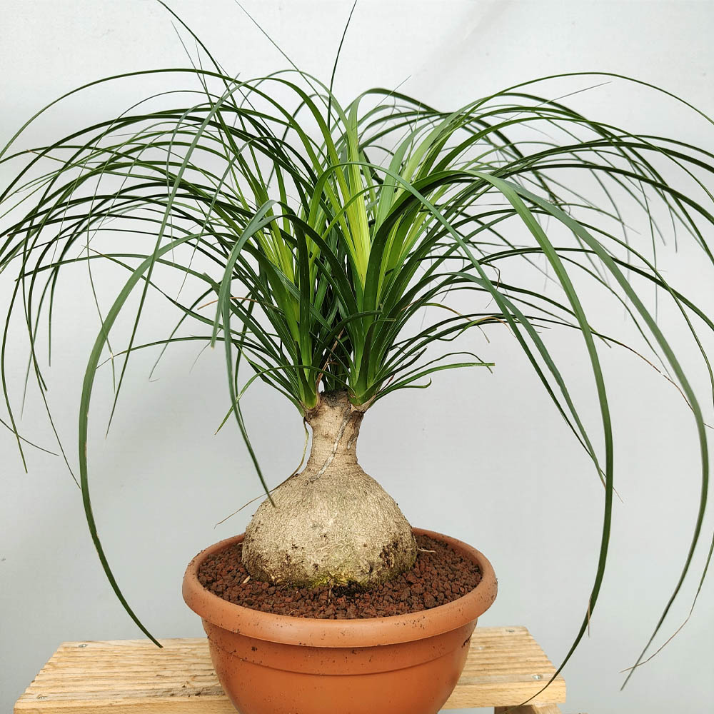beaucarnea recurvata pianta grassa