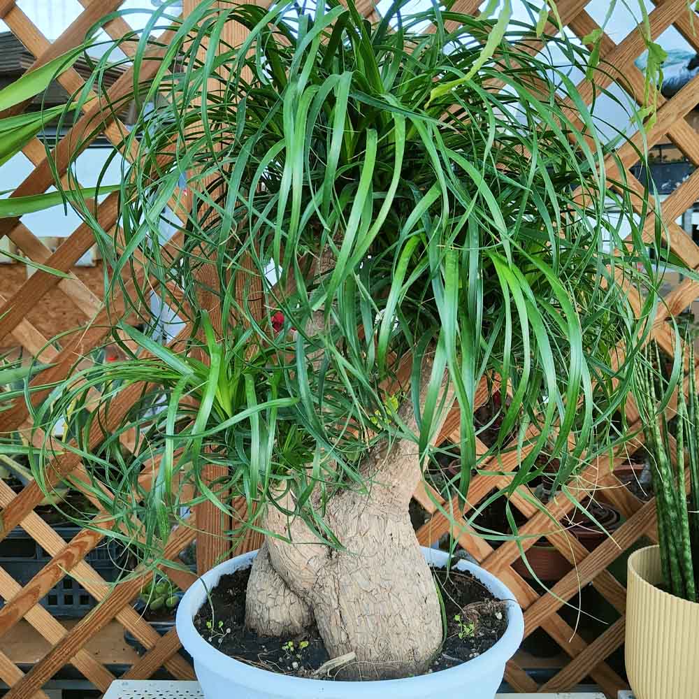 beaucarnea recurvata pianta grassa