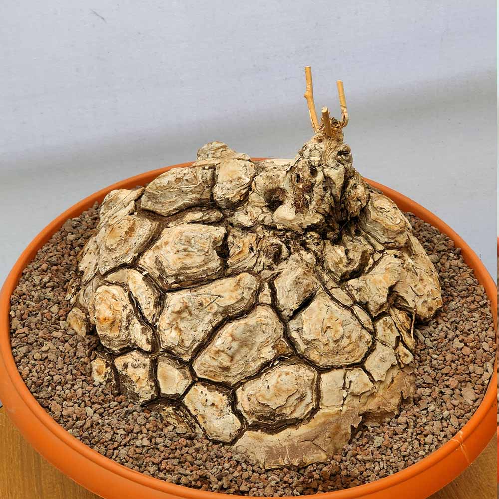 dioscorea macrostachya