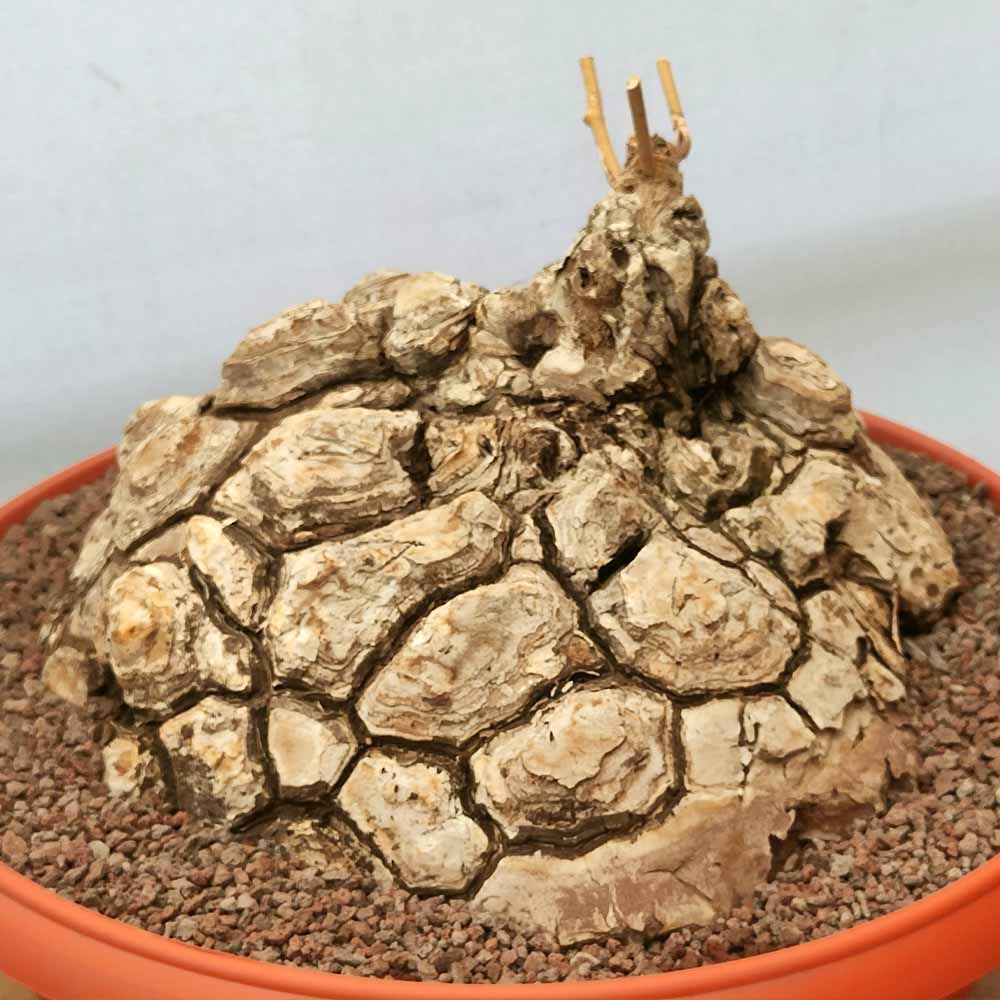dioscorea mexicana