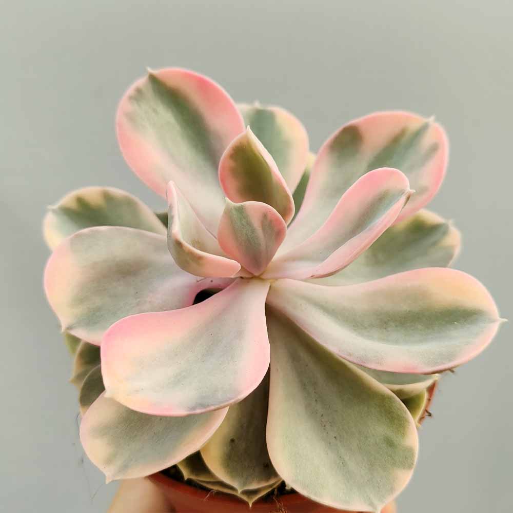 echeveria rainbow pianta