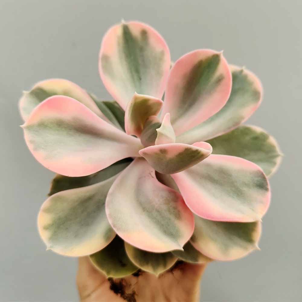 echeveria rainbow