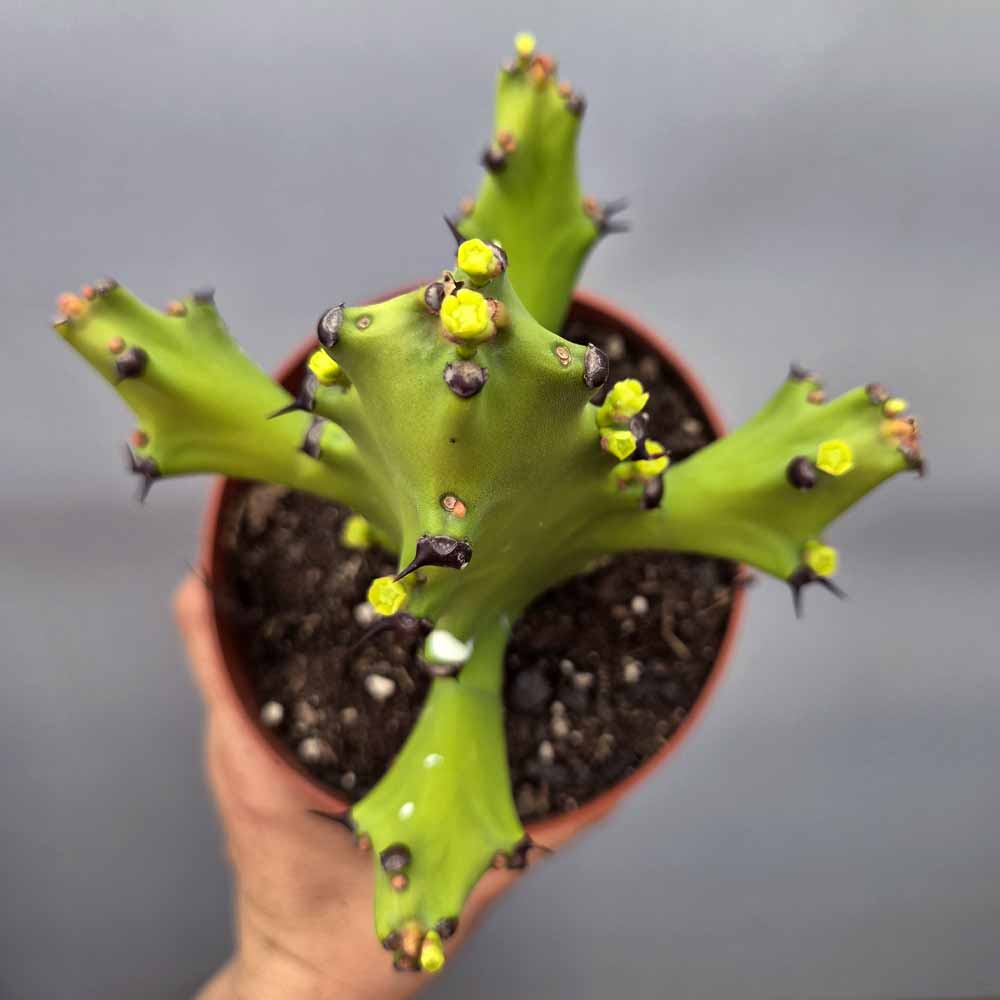 euphorbia mayurnathanii