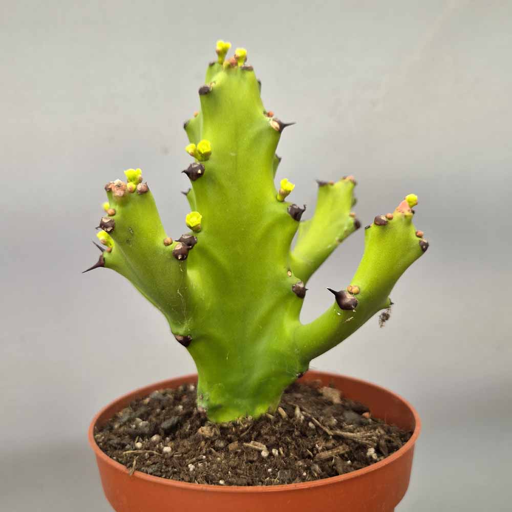 euphorbia mayurnathanii cactus