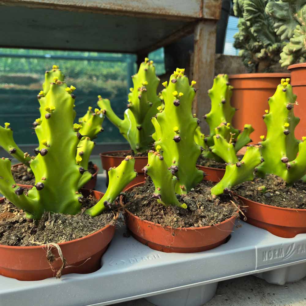 euphorbia mayurnathanii pianta