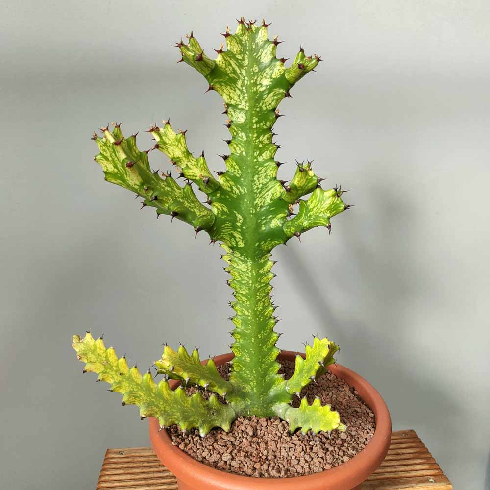 euphorbia mayurnathanii variegata