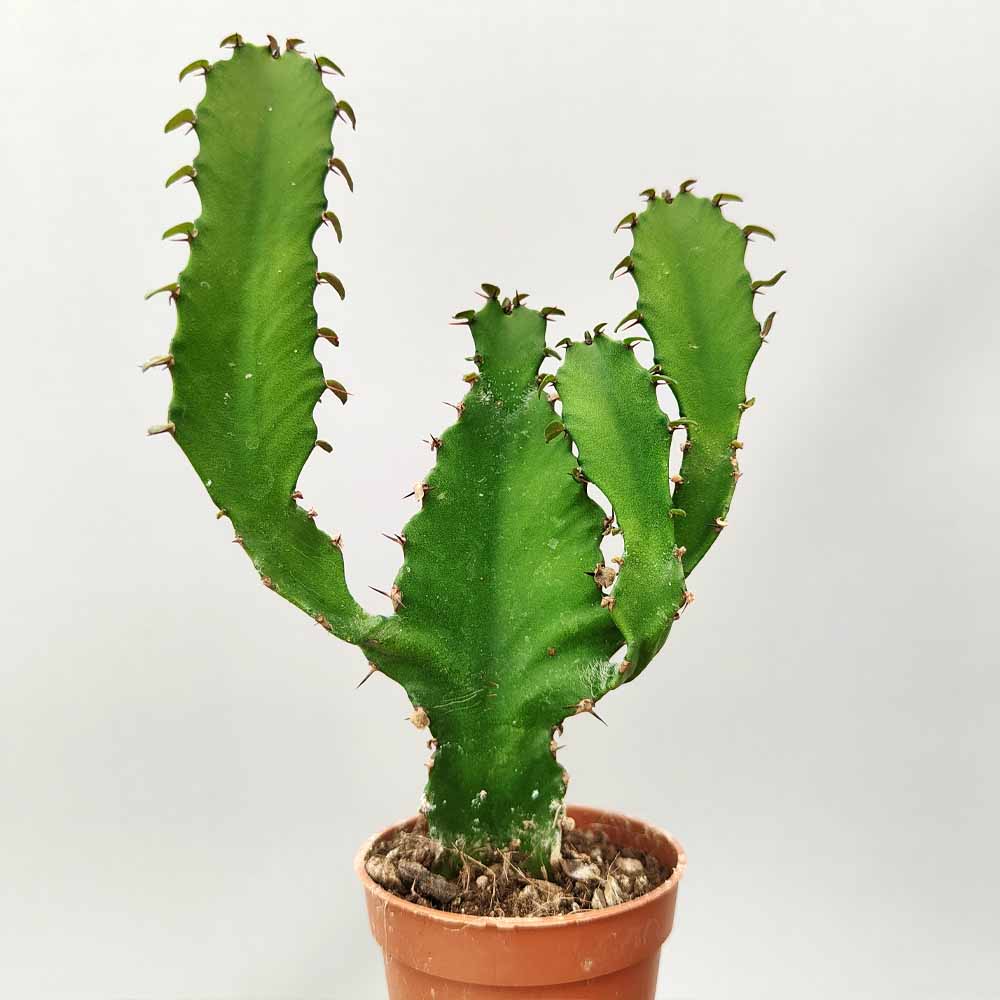 euphorbia triangularis