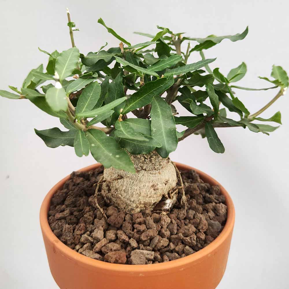 fockea edulis