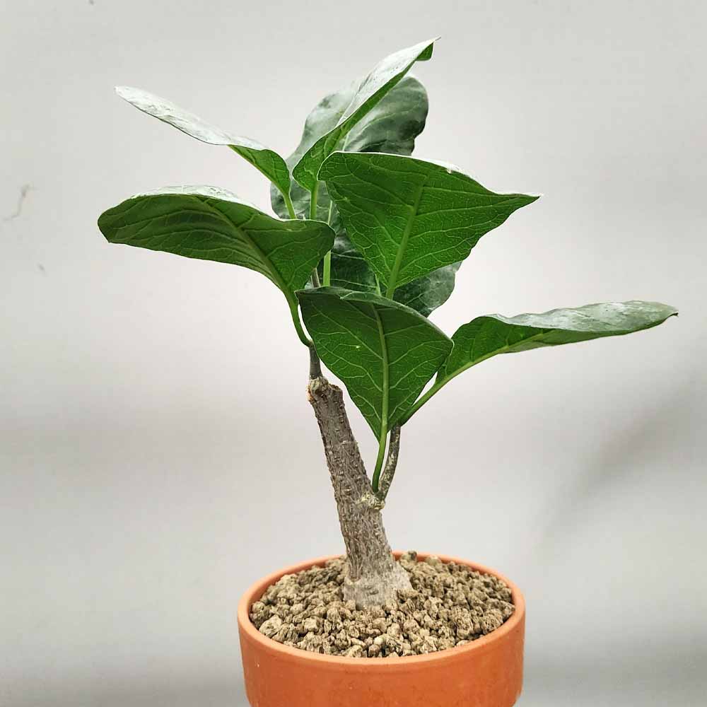 fockea multiflora pianta