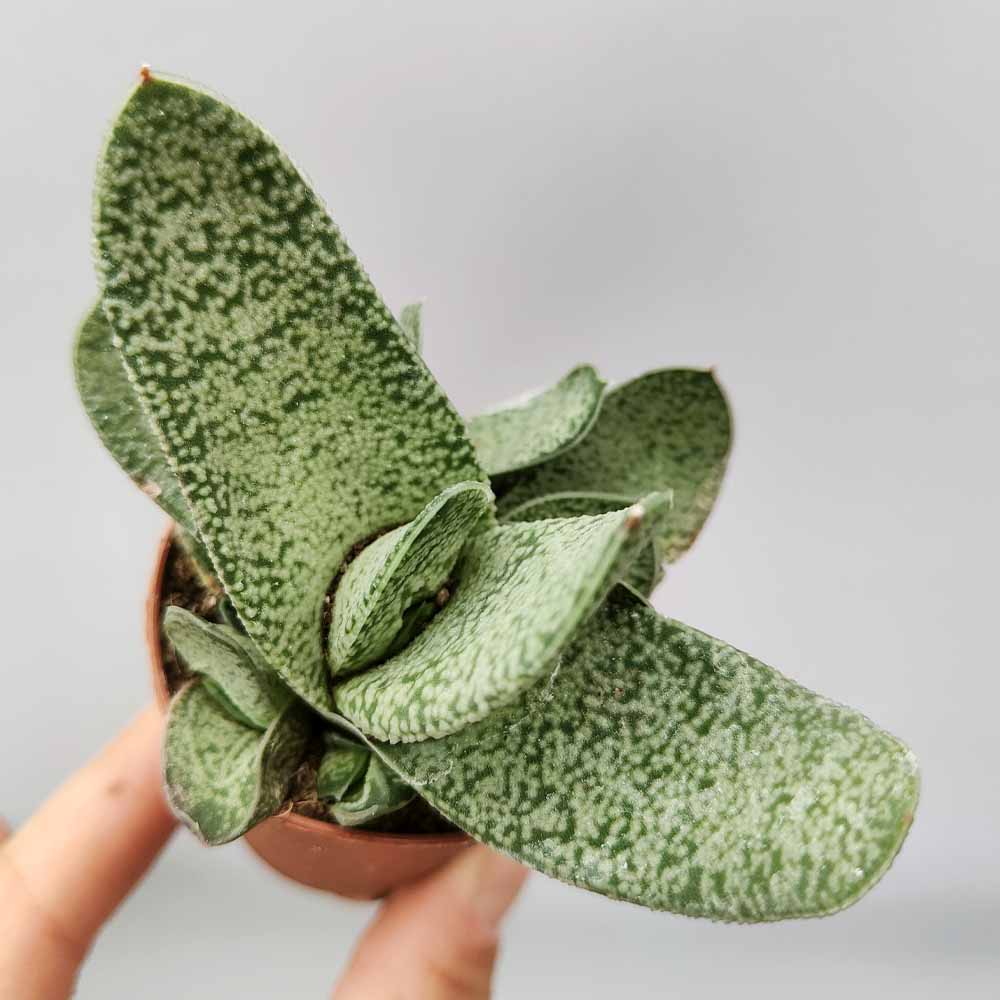 gasteria baylissiana