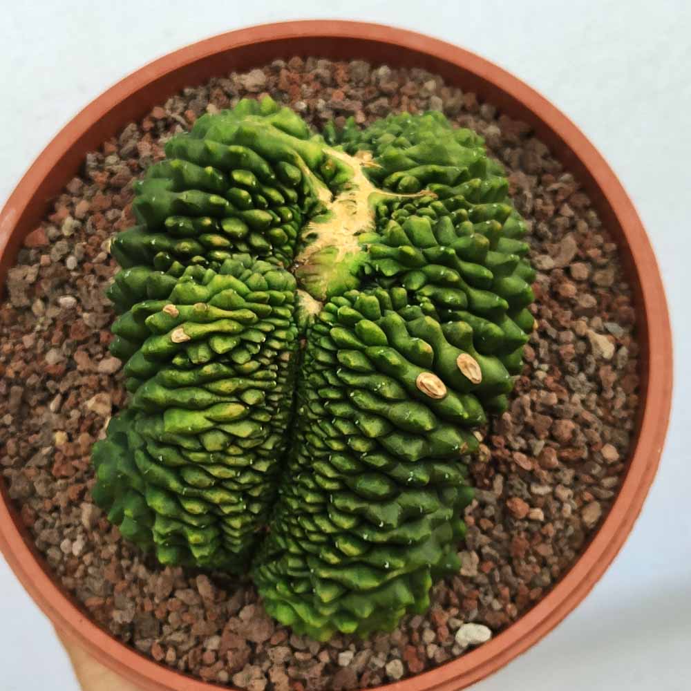 gymnocalycium crestato cactus