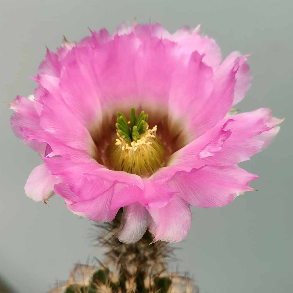 gymnocalycium reichenbachii fioritura