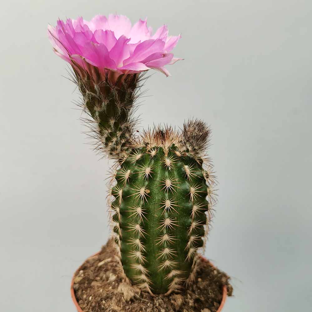 gymnocalycium reichenbachii pianta grassa