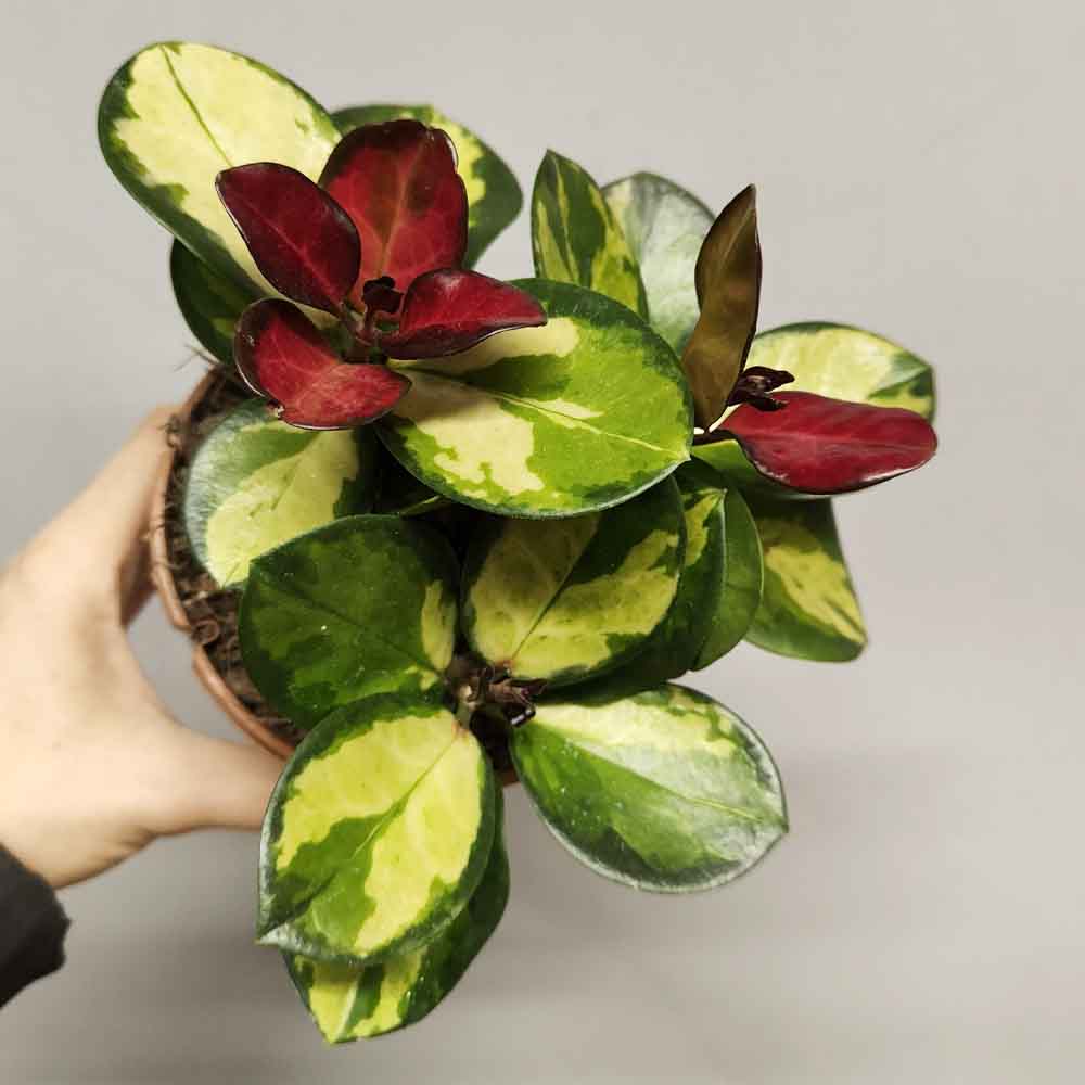hoya lisa variegata