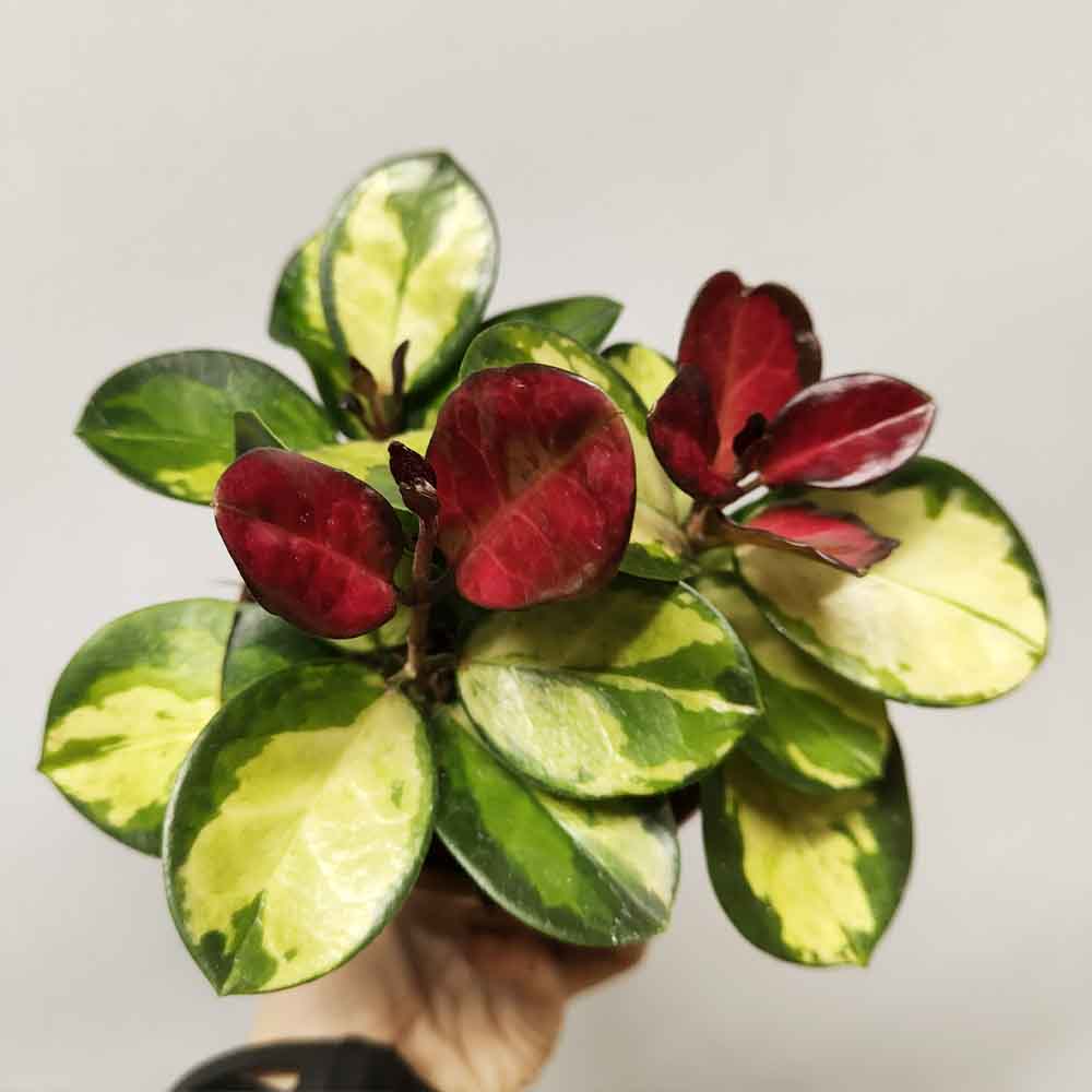 hoya lisa